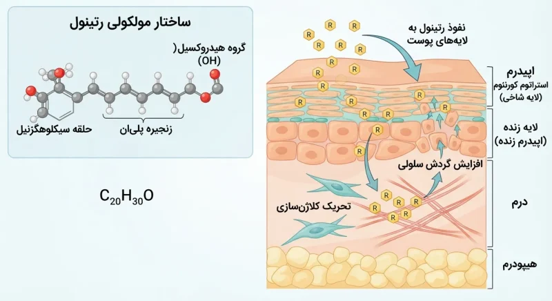 ساختار مولکولی رتینول و نفوذ آن به لایه های پوست