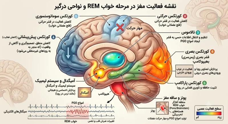 نقشه فعالیت مغز در مرحله خواب REM که نواحی درگیر را نشان می‌دهد