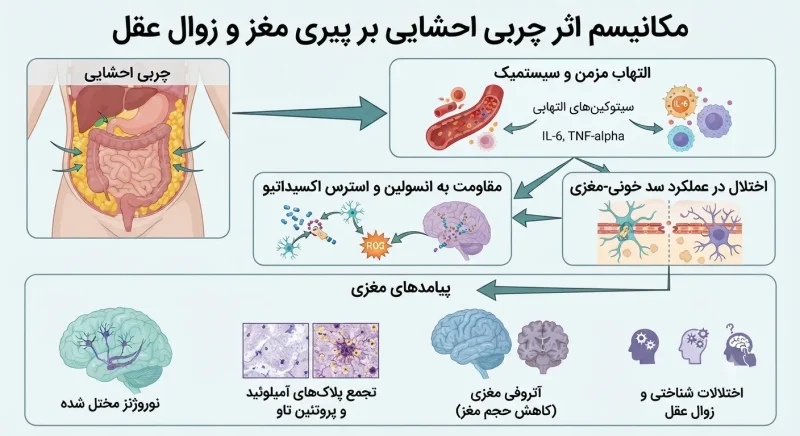 مکانیسم اثر چربی احشایی بر پیری مغز و زوال عقل