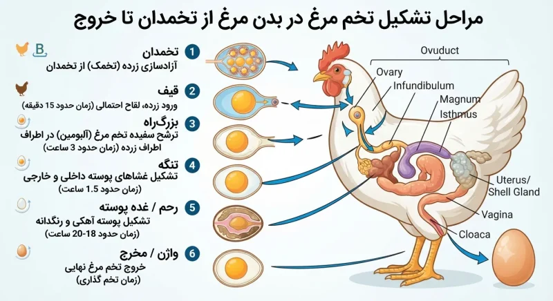 اینفوگرافیک مراحل تشکیل تخم مرغ در بدن مرغ از تخمدان تا خروج