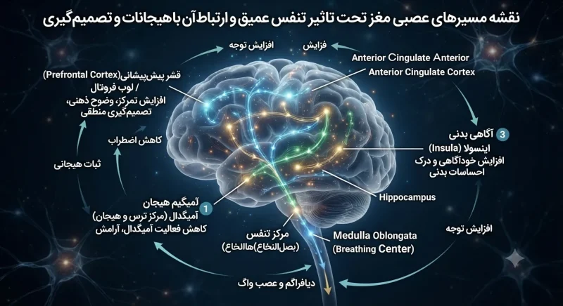 نقشه مسیرهای عصبی مغز که تحت تاثیر تنفس عمیق قرار می‌گیرند و ارتباط آن با هیجانات و تصمیم‌گیری