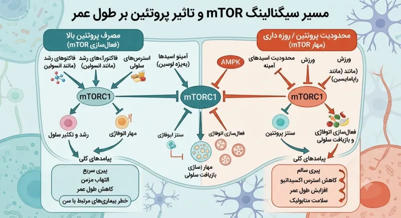 نمودار مفهومی مسیر سیگنالینگ mTOR و تاثیر مصرف پروتئین بر فعال‌سازی و مهار آن برای افزایش طول عمر