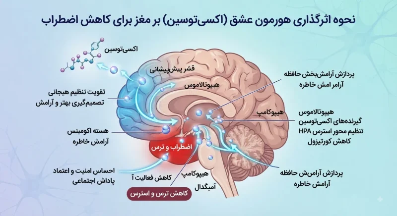 اثر اکسیتوسین بر مغز نحوه اثرگذاری هورمون عشق بر نواحی مختلف مغز برای کاهش اضطراب