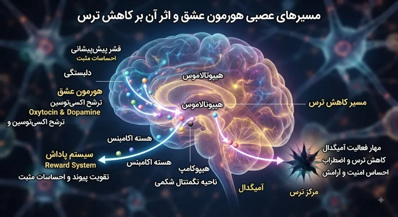 مسیرهای عصبی اکسیتوسین مسیرهای عصبی ترشح هورمون عشق در مغز و تأثیر آن بر کاهش ترس