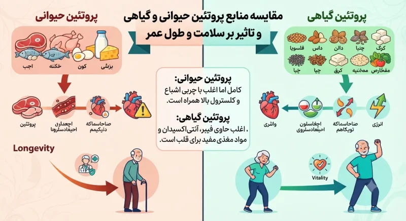 مقایسه مفهومی منابع پروتئین حیوانی و گیاهی و تاثیر آن‌ها بر طول عمر و سلامت انسان