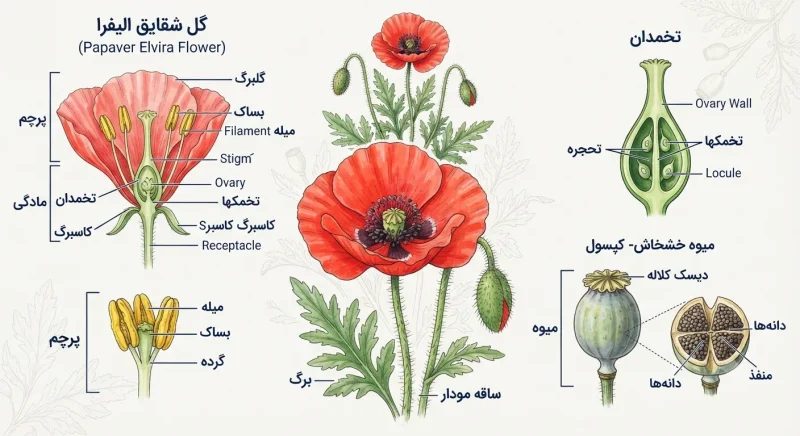 ساختار گل شقایق الیفرا و اجزای آن