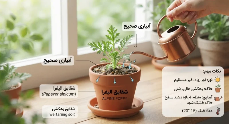 نحوه صحیح آبیاری و نگهداری از گیاهچه شقایق الیفرا