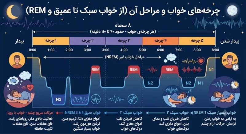 چرخه‌های خواب و مراحل آن از خواب سبک تا عمیق و REM