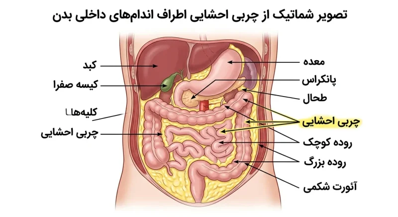 چربی احشایی و اندامهای داخلی تصویر شماتیک از چربی احشایی اطراف اندامهای داخلی بدن